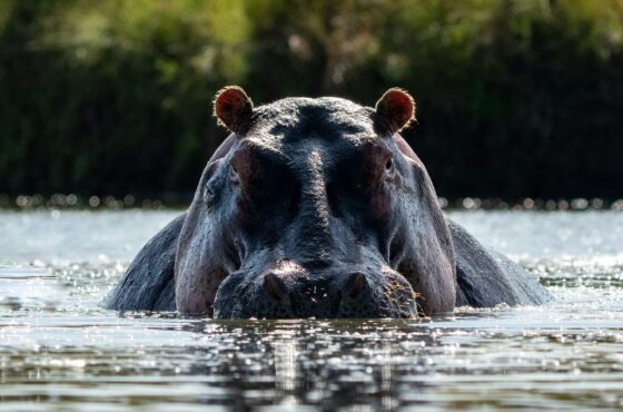 6 Days Samburu Ol Pejeta Masai Mara Lake Nakuru Safari Experience Journey