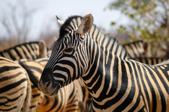 5 Days Samburu Ol Pejeta Lake Nakuru Masai Mara Safari Experience
