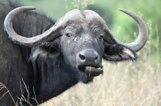 6 Days Masai Mara Serengeti Ngorongoro Tarangire Lake Manyara Safari Experience