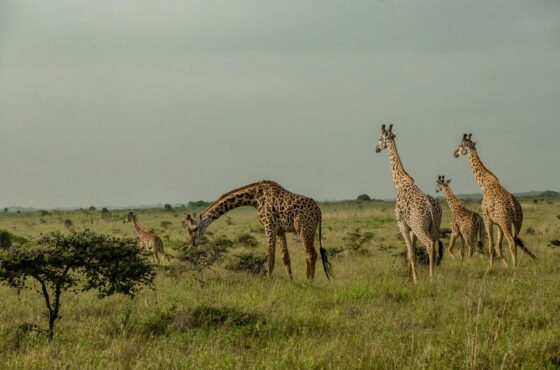 7 Days Masai Mara Serengeti Ngorongoro Tarangire Lake Manyara Safari Experience